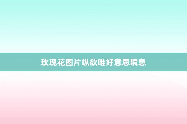 玫瑰花图片纵欲唯好意思瞬息